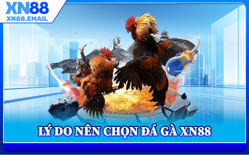 Lý Do Nên Chọn Đá Gà XN88